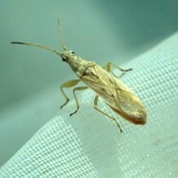Paromius gracilis